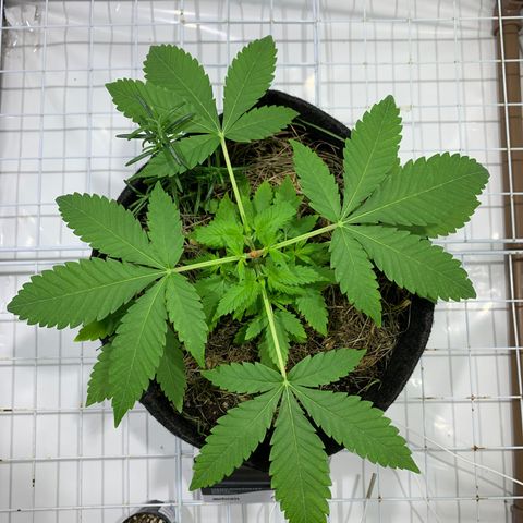 Harlequin OG CBD 1-1 growlog timeline photo