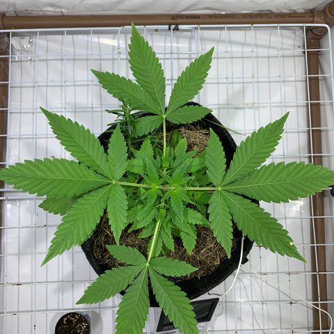 Harlequin OG CBD 1-1 growlog timeline photo