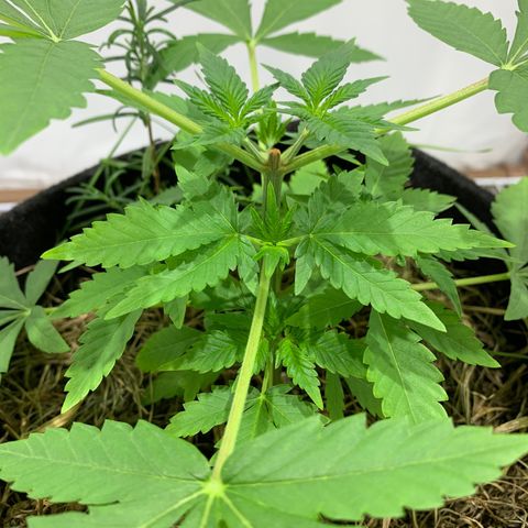 Harlequin OG CBD 1-1 growlog timeline photo