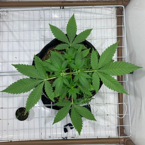Harlequin OG CBD 1-1 growlog timeline photo