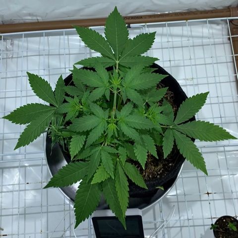Harlequin OG CBD 1-1 growlog timeline photo