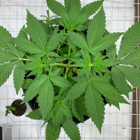Harlequin OG CBD 1-1 growlog timeline photo
