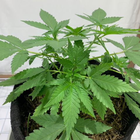 Harlequin OG CBD 1-1 growlog timeline photo