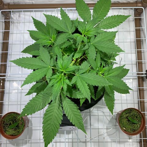 Harlequin OG CBD 1-1 growlog timeline photo