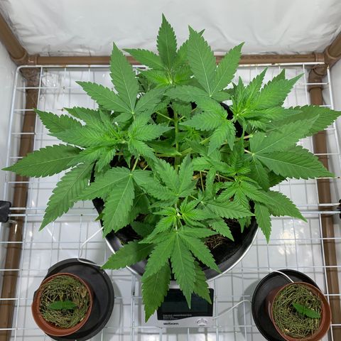 Harlequin OG CBD 1-1 growlog timeline photo