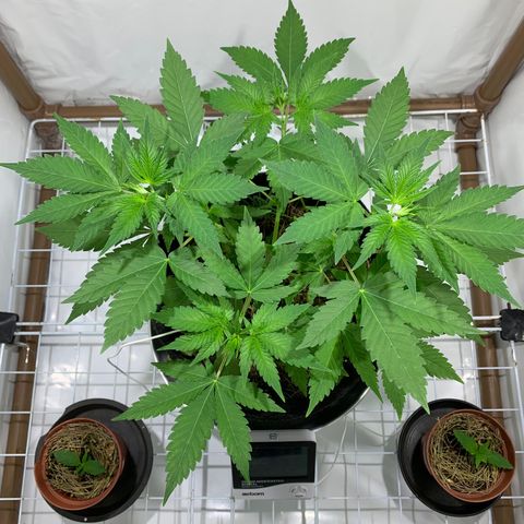 Harlequin OG CBD 1-1 growlog timeline photo