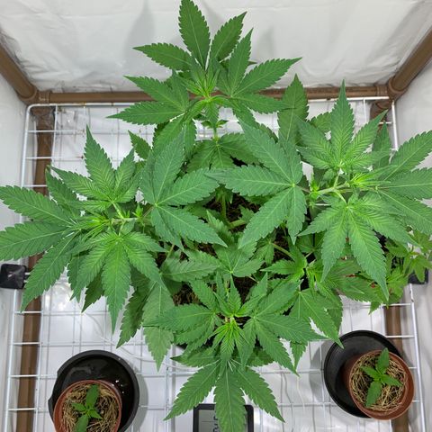 Harlequin OG CBD 1-1 growlog timeline photo