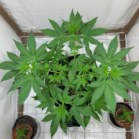 Harlequin OG CBD 1-1 growlog timeline photo