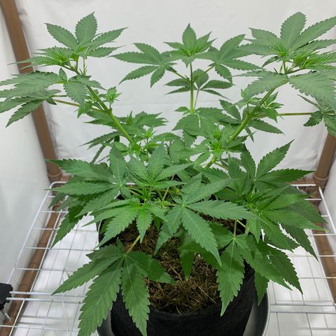 Harlequin OG CBD 1-1 growlog timeline photo