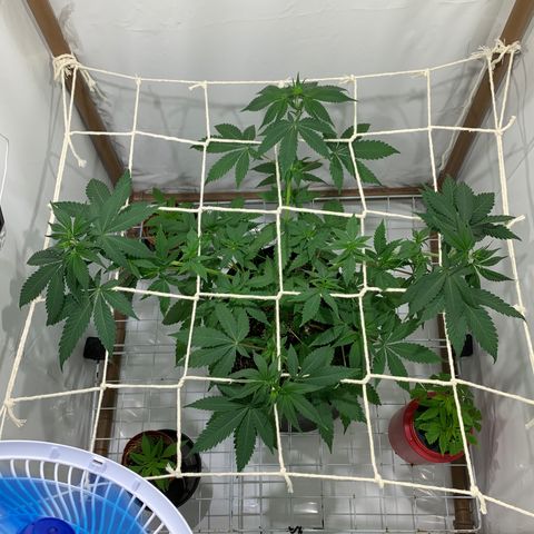 Harlequin OG CBD 1-1 growlog timeline photo