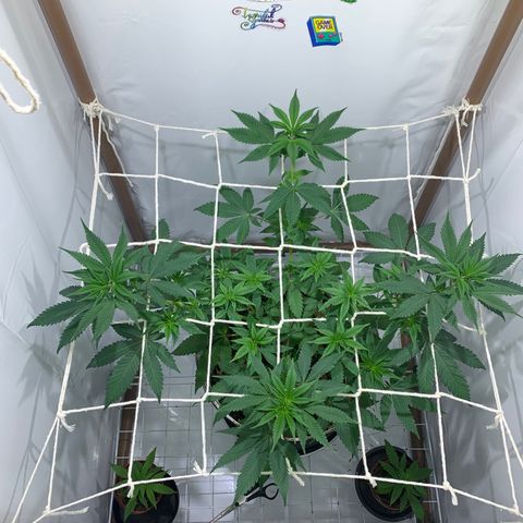 Harlequin OG CBD 1-1 growlog timeline photo