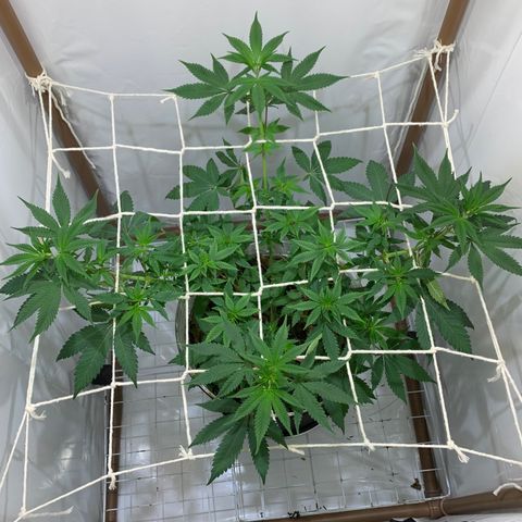 Harlequin OG CBD 1-1 growlog timeline photo