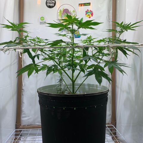 Harlequin OG CBD 1-1 growlog timeline photo