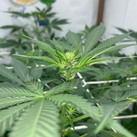 Harlequin OG CBD 1-1 growlog timeline photo