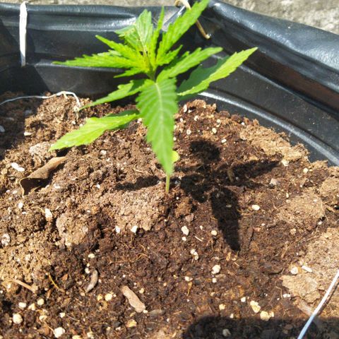 Genética desconocida growlog photo: Martu ♥️