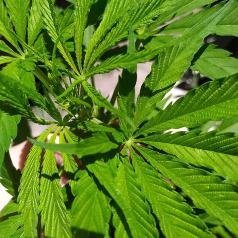 Genética desconocida growlog timeline photo