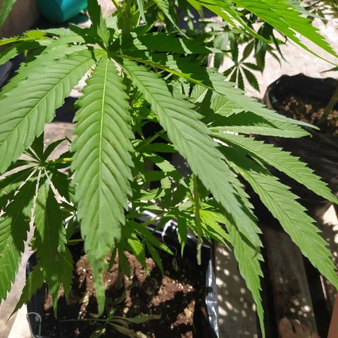 Genética desconocida growlog timeline photo
