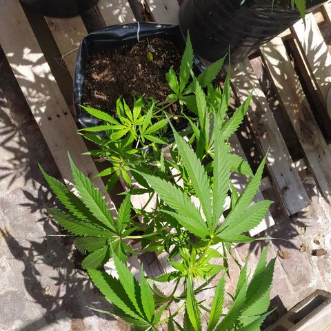 Genética desconocida growlog timeline photo