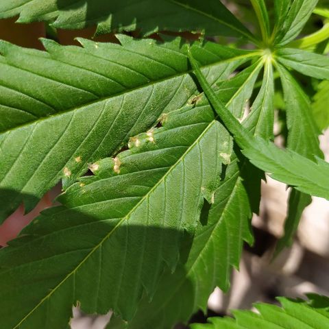 Genética desconocida growlog photo: Manchitas q no se q son