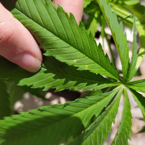 Genética desconocida growlog photo: Manchitas q no se q son