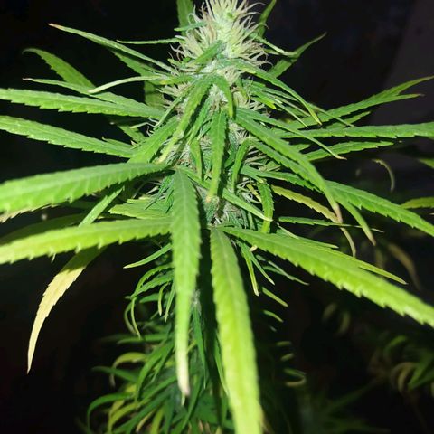 Genética desconocida growlog timeline photo