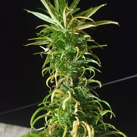 Genética desconocida growlog timeline photo