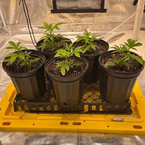 Gorilla Glue growlog timeline photo