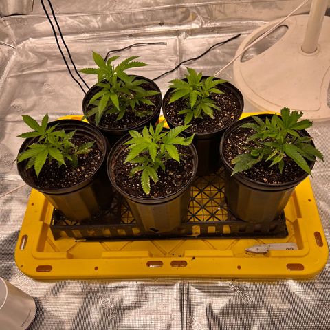 Gorilla Glue growlog timeline photo