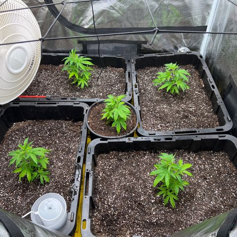 Gorilla Glue growlog photo: 1 day after transplant