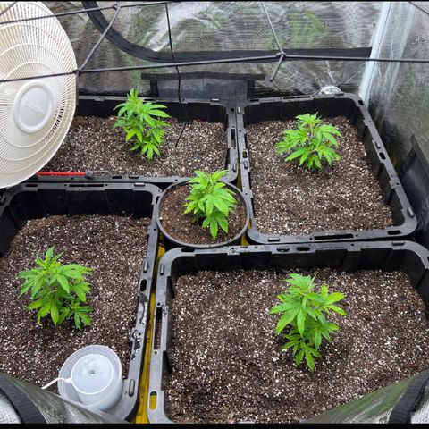 Gorilla Glue growlog timeline photo