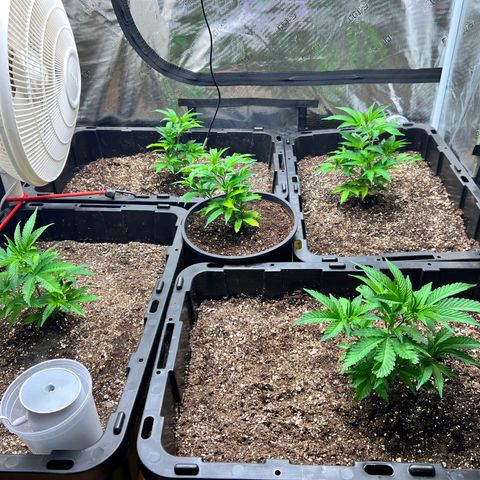 Gorilla Glue growlog photo: 2 days after transplant