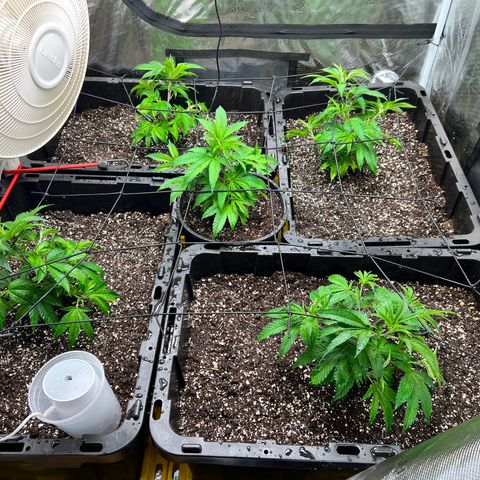 Gorilla Glue growlog timeline photo