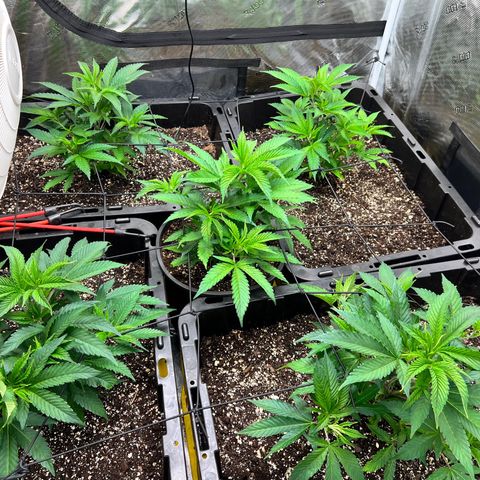 Gorilla Glue growlog timeline photo
