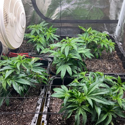 Gorilla Glue growlog timeline photo