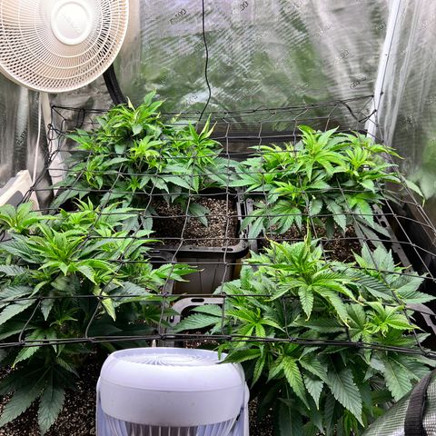 Gorilla Glue growlog timeline photo
