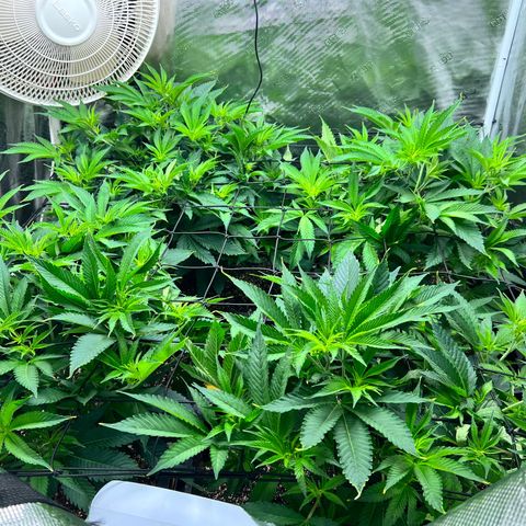 Gorilla Glue growlog timeline photo