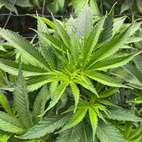 Gorilla Glue growlog timeline photo