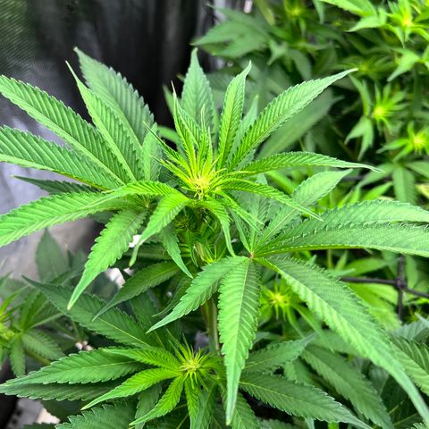 Gorilla Glue growlog timeline photo