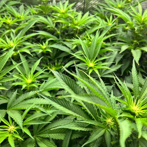 Gorilla Glue growlog timeline photo
