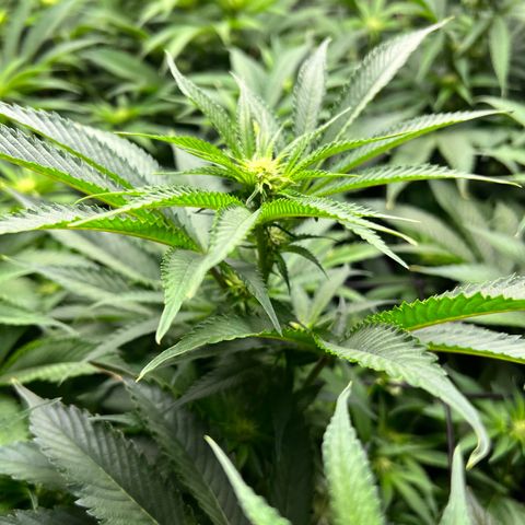 Gorilla Glue growlog timeline photo