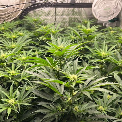 Gorilla Glue growlog timeline photo