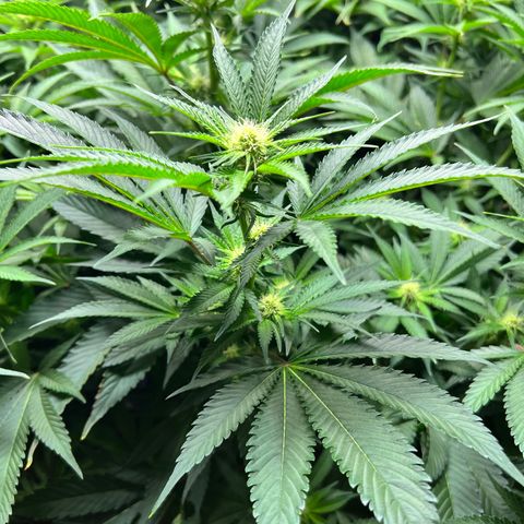 Gorilla Glue growlog timeline photo
