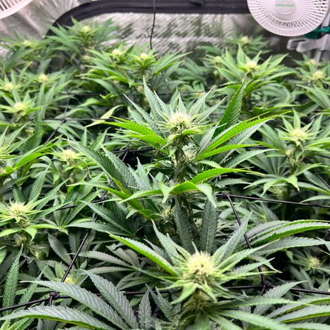 Gorilla Glue growlog timeline photo