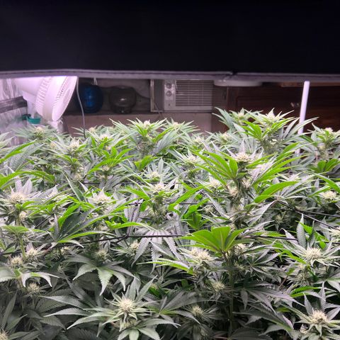 Gorilla Glue growlog timeline photo