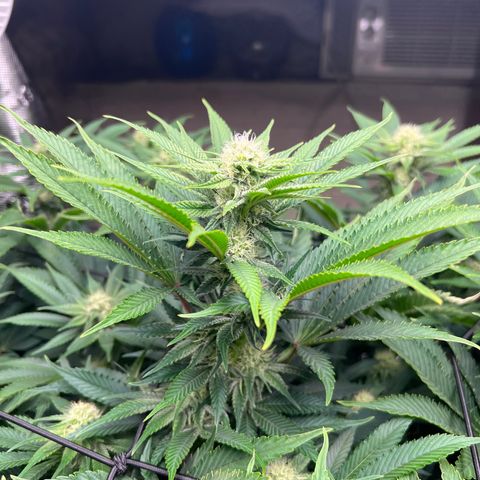 Gorilla Glue growlog timeline photo