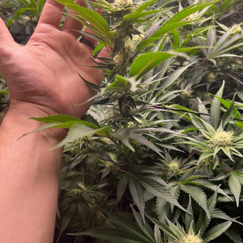 Gorilla Glue growlog timeline photo
