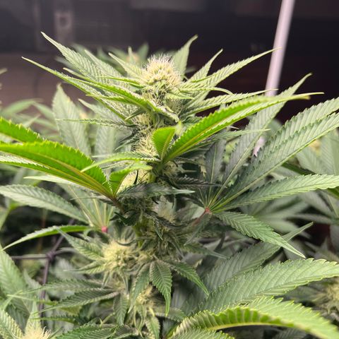 Gorilla Glue growlog timeline photo