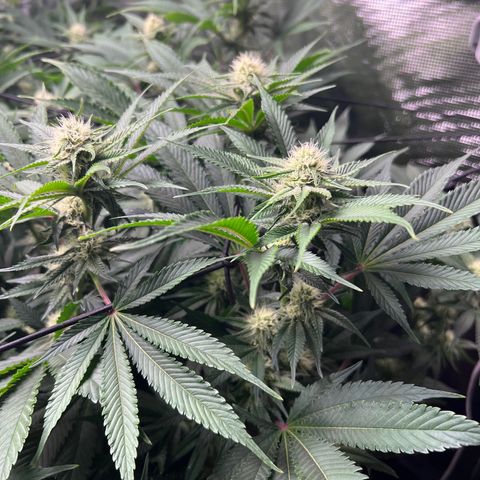 Gorilla Glue growlog timeline photo