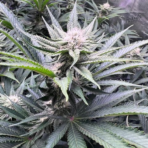 Gorilla Glue growlog timeline photo