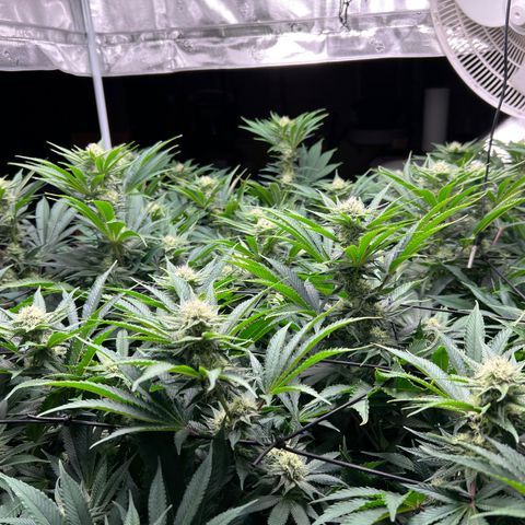 Gorilla Glue growlog timeline photo